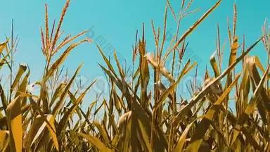 有机玉米田干熟生活方式玉米的农业。 概念玉米收获农业天然产品